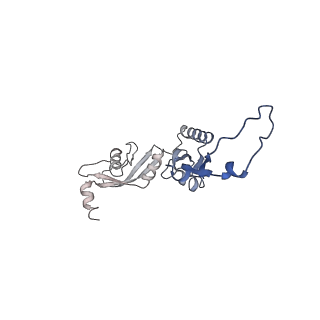 16896_8oiq_BO_v1-0
39S mammalian mitochondrial large ribosomal subunit with mtRF1 and P-site tRNA