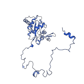 16896_8oiq_BT_v1-0
39S mammalian mitochondrial large ribosomal subunit with mtRF1 and P-site tRNA