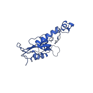 16896_8oiq_BU_v1-0
39S mammalian mitochondrial large ribosomal subunit with mtRF1 and P-site tRNA