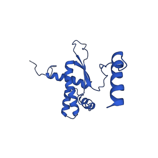 16896_8oiq_BV_v1-0
39S mammalian mitochondrial large ribosomal subunit with mtRF1 and P-site tRNA