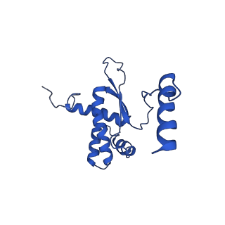 16896_8oiq_BV_v2-0
39S mammalian mitochondrial large ribosomal subunit with mtRF1 and P-site tRNA
