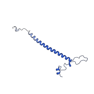 16896_8oiq_Ba_v1-0
39S mammalian mitochondrial large ribosomal subunit with mtRF1 and P-site tRNA