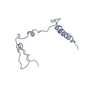 16896_8oiq_Bc_v1-0
39S mammalian mitochondrial large ribosomal subunit with mtRF1 and P-site tRNA