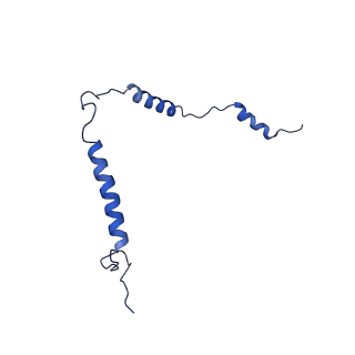 16896_8oiq_Be_v1-0
39S mammalian mitochondrial large ribosomal subunit with mtRF1 and P-site tRNA