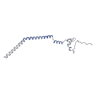 16896_8oiq_Bg_v1-0
39S mammalian mitochondrial large ribosomal subunit with mtRF1 and P-site tRNA