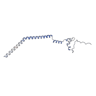 16896_8oiq_Bg_v2-0
39S mammalian mitochondrial large ribosomal subunit with mtRF1 and P-site tRNA