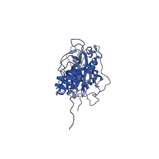 16896_8oiq_Bi_v1-0
39S mammalian mitochondrial large ribosomal subunit with mtRF1 and P-site tRNA