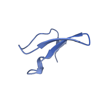 16896_8oiq_Bl_v1-0
39S mammalian mitochondrial large ribosomal subunit with mtRF1 and P-site tRNA