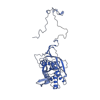 16896_8oiq_Bm_v1-0
39S mammalian mitochondrial large ribosomal subunit with mtRF1 and P-site tRNA