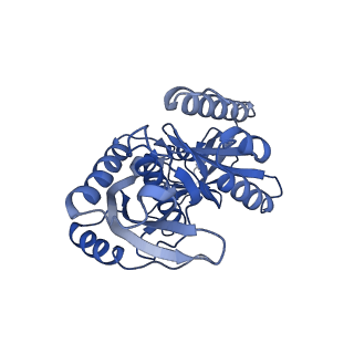 16896_8oiq_Bo_v1-0
39S mammalian mitochondrial large ribosomal subunit with mtRF1 and P-site tRNA