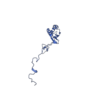 16896_8oiq_Bs_v1-0
39S mammalian mitochondrial large ribosomal subunit with mtRF1 and P-site tRNA