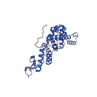 16896_8oiq_Bt_v1-0
39S mammalian mitochondrial large ribosomal subunit with mtRF1 and P-site tRNA