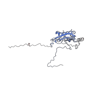 16896_8oiq_Bu_v1-0
39S mammalian mitochondrial large ribosomal subunit with mtRF1 and P-site tRNA