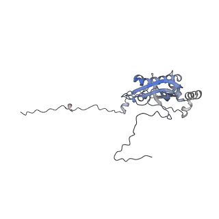 16896_8oiq_Bu_v2-0
39S mammalian mitochondrial large ribosomal subunit with mtRF1 and P-site tRNA