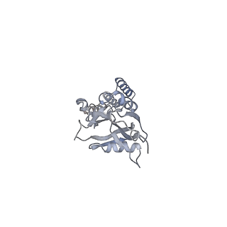 16896_8oiq_Bv_v1-0
39S mammalian mitochondrial large ribosomal subunit with mtRF1 and P-site tRNA