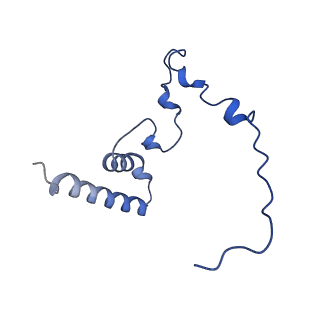 16896_8oiq_Bz_v1-0
39S mammalian mitochondrial large ribosomal subunit with mtRF1 and P-site tRNA
