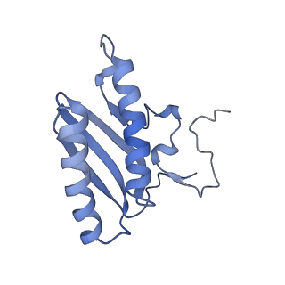 16897_8oir_AC_v1-0
55S human mitochondrial ribosome with mtRF1 and P-site tRNA