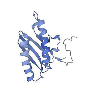 16897_8oir_AC_v2-0
55S human mitochondrial ribosome with mtRF1 and P-site tRNA