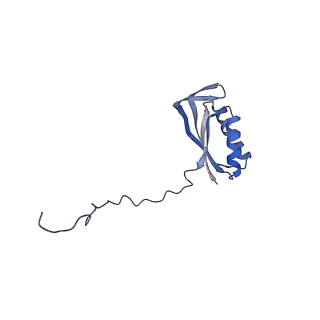 16897_8oir_AE_v1-0
55S human mitochondrial ribosome with mtRF1 and P-site tRNA