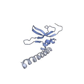 16897_8oir_AM_v1-0
55S human mitochondrial ribosome with mtRF1 and P-site tRNA