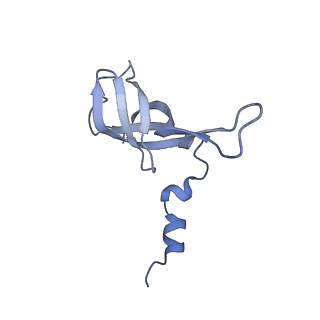 16897_8oir_AW_v1-0
55S human mitochondrial ribosome with mtRF1 and P-site tRNA