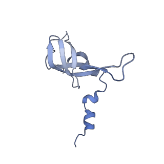16897_8oir_AW_v2-0
55S human mitochondrial ribosome with mtRF1 and P-site tRNA