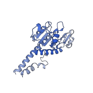 16897_8oir_Ab_v1-0
55S human mitochondrial ribosome with mtRF1 and P-site tRNA