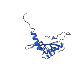 16897_8oir_BA_v1-0
55S human mitochondrial ribosome with mtRF1 and P-site tRNA