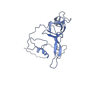 16897_8oir_BC_v1-0
55S human mitochondrial ribosome with mtRF1 and P-site tRNA
