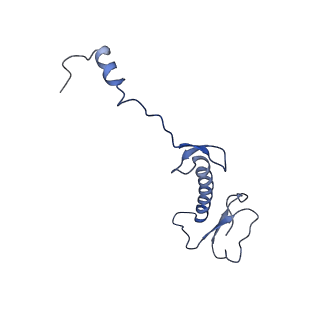 16897_8oir_BH_v1-0
55S human mitochondrial ribosome with mtRF1 and P-site tRNA