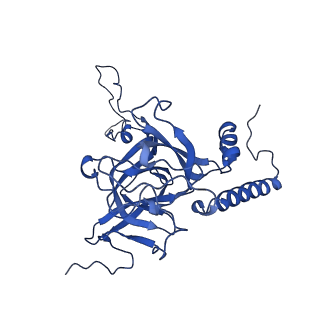 16897_8oir_BM_v2-0
55S human mitochondrial ribosome with mtRF1 and P-site tRNA