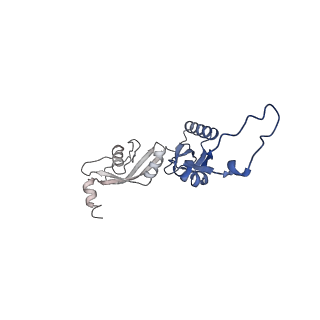 16897_8oir_BO_v1-0
55S human mitochondrial ribosome with mtRF1 and P-site tRNA