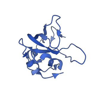 16897_8oir_BS_v1-0
55S human mitochondrial ribosome with mtRF1 and P-site tRNA