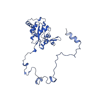 16897_8oir_BT_v1-0
55S human mitochondrial ribosome with mtRF1 and P-site tRNA