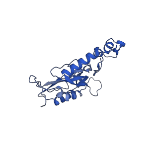 16897_8oir_BU_v1-0
55S human mitochondrial ribosome with mtRF1 and P-site tRNA
