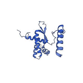 16897_8oir_BV_v1-0
55S human mitochondrial ribosome with mtRF1 and P-site tRNA