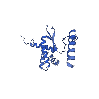 16897_8oir_BV_v2-0
55S human mitochondrial ribosome with mtRF1 and P-site tRNA