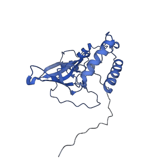 16897_8oir_BX_v1-0
55S human mitochondrial ribosome with mtRF1 and P-site tRNA