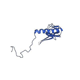 16897_8oir_BZ_v1-0
55S human mitochondrial ribosome with mtRF1 and P-site tRNA