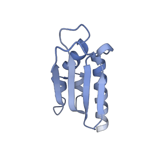 16897_8oir_Bb_v2-0
55S human mitochondrial ribosome with mtRF1 and P-site tRNA