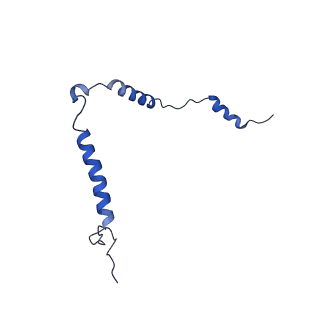 16897_8oir_Be_v1-0
55S human mitochondrial ribosome with mtRF1 and P-site tRNA