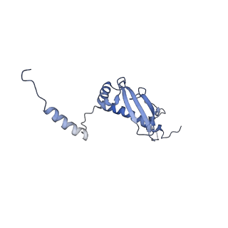 16897_8oir_Bf_v1-0
55S human mitochondrial ribosome with mtRF1 and P-site tRNA
