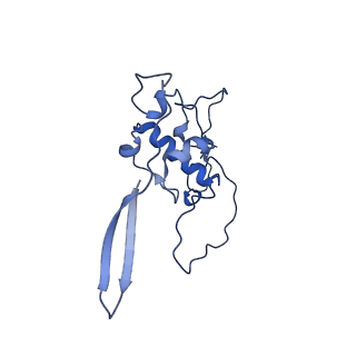 16897_8oir_Bh_v1-0
55S human mitochondrial ribosome with mtRF1 and P-site tRNA