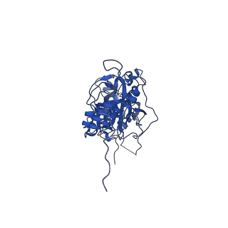 16897_8oir_Bi_v1-0
55S human mitochondrial ribosome with mtRF1 and P-site tRNA