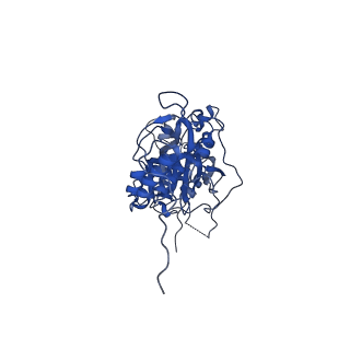16897_8oir_Bi_v2-0
55S human mitochondrial ribosome with mtRF1 and P-site tRNA