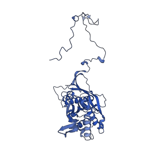16897_8oir_Bm_v1-0
55S human mitochondrial ribosome with mtRF1 and P-site tRNA