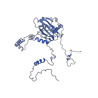 16897_8oir_Bn_v1-0
55S human mitochondrial ribosome with mtRF1 and P-site tRNA
