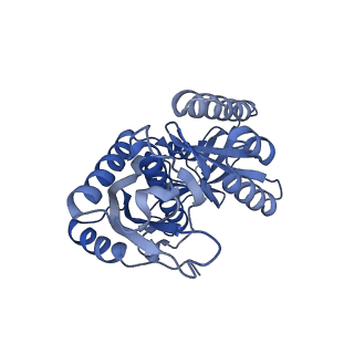 16897_8oir_Bo_v1-0
55S human mitochondrial ribosome with mtRF1 and P-site tRNA
