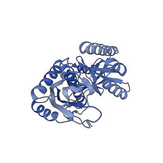 16897_8oir_Bo_v2-0
55S human mitochondrial ribosome with mtRF1 and P-site tRNA
