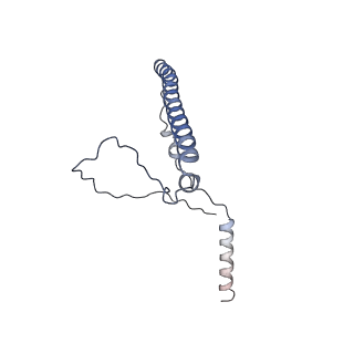 16897_8oir_Bp_v1-0
55S human mitochondrial ribosome with mtRF1 and P-site tRNA
